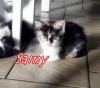 image_Petsitting de fin d’année tout près de Rennes